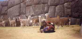 Lamas en Sacsayhuamn